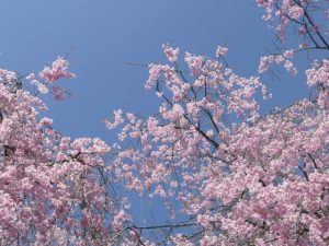 藤村明光の経歴